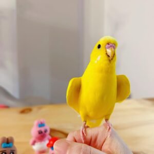 INK, female cockatiel bird