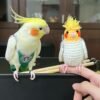 BUGER & LEMON, Male & Female Cockatiel couple - Image 2