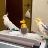 pearl cockatiels for sale