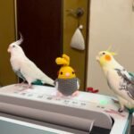pearl cockatiels for sale