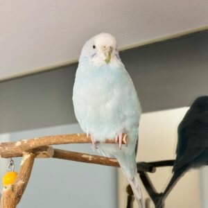 MUI, male cockatiel bird