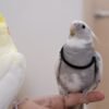 SESAME & Fein, female and male cockatiel couple - Image 3
