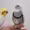 SESAME & Fein, female and male cockatiel couple - Image 4