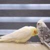 SESAME & Fein, female and male cockatiel couple - Image 5