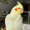CHICKPEA & MANGO, female & male Cockatiel couples - Image 2