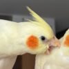 CHICKPEA & MANGO, female & male Cockatiel couples - Image 3