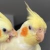 CHICKPEA & MANGO, female & male Cockatiel couples - Image 4