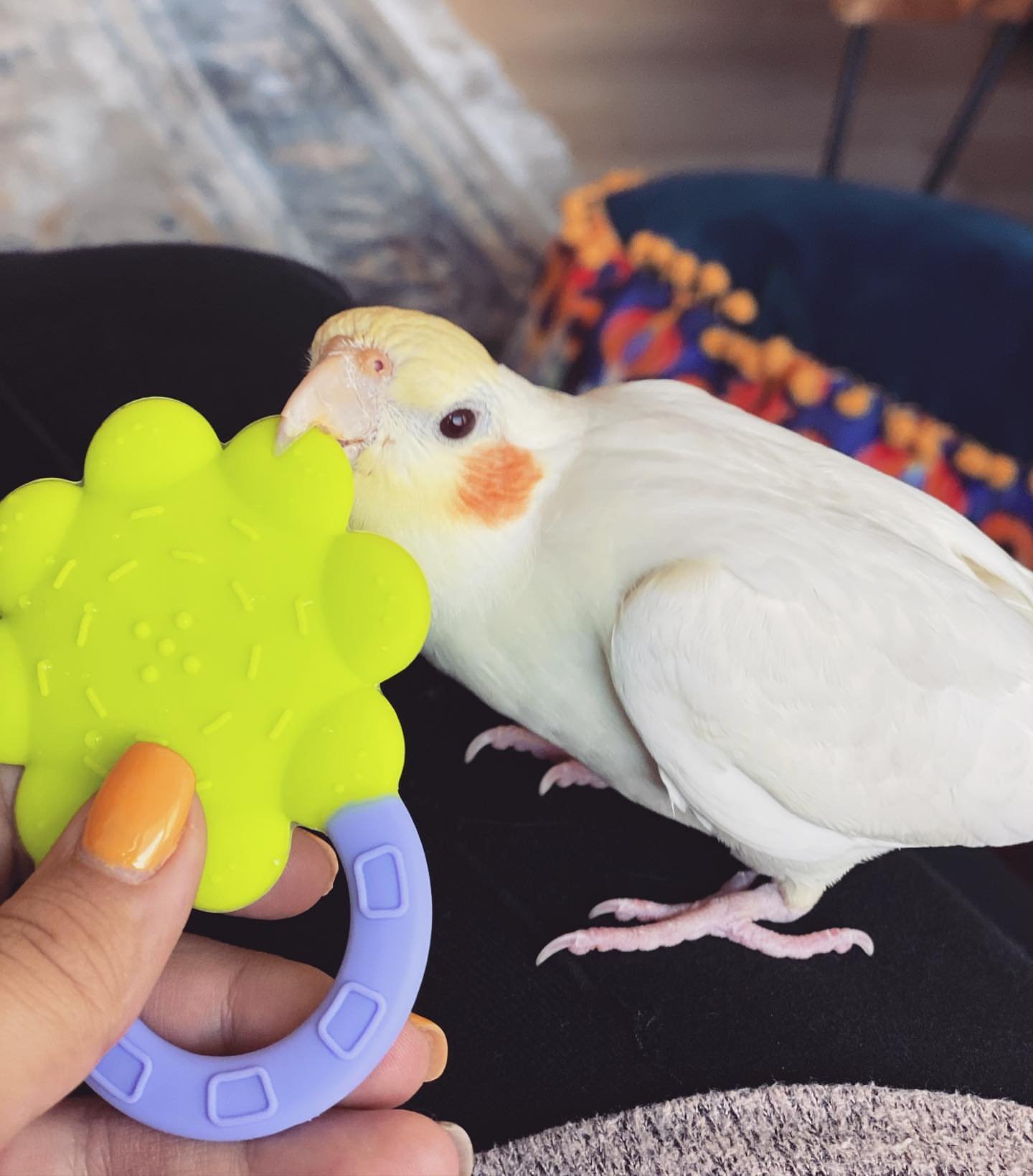 MR. COOKIE, Male cockatiel bird - Image 2