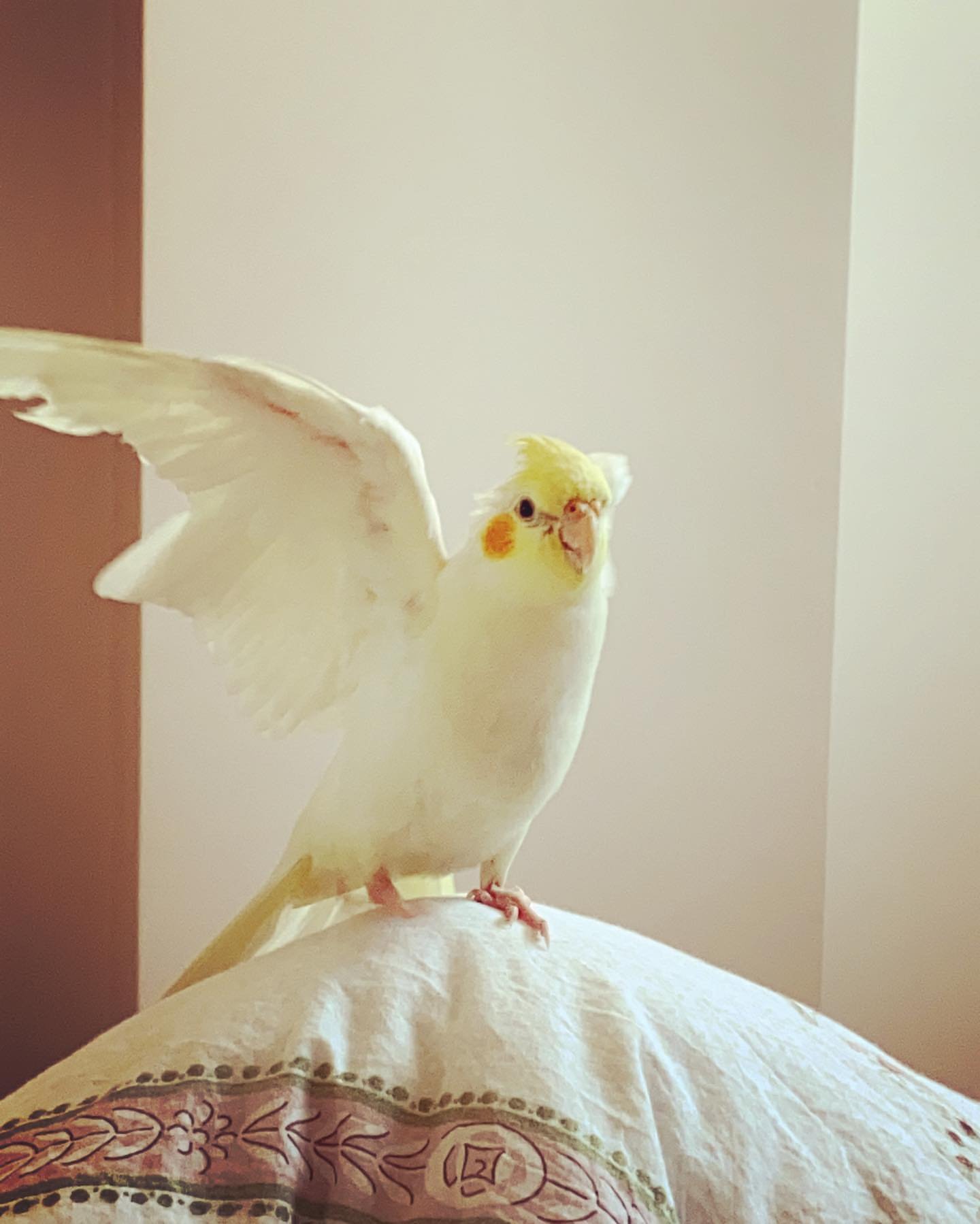 MR. COOKIE, Male cockatiel bird - Image 4