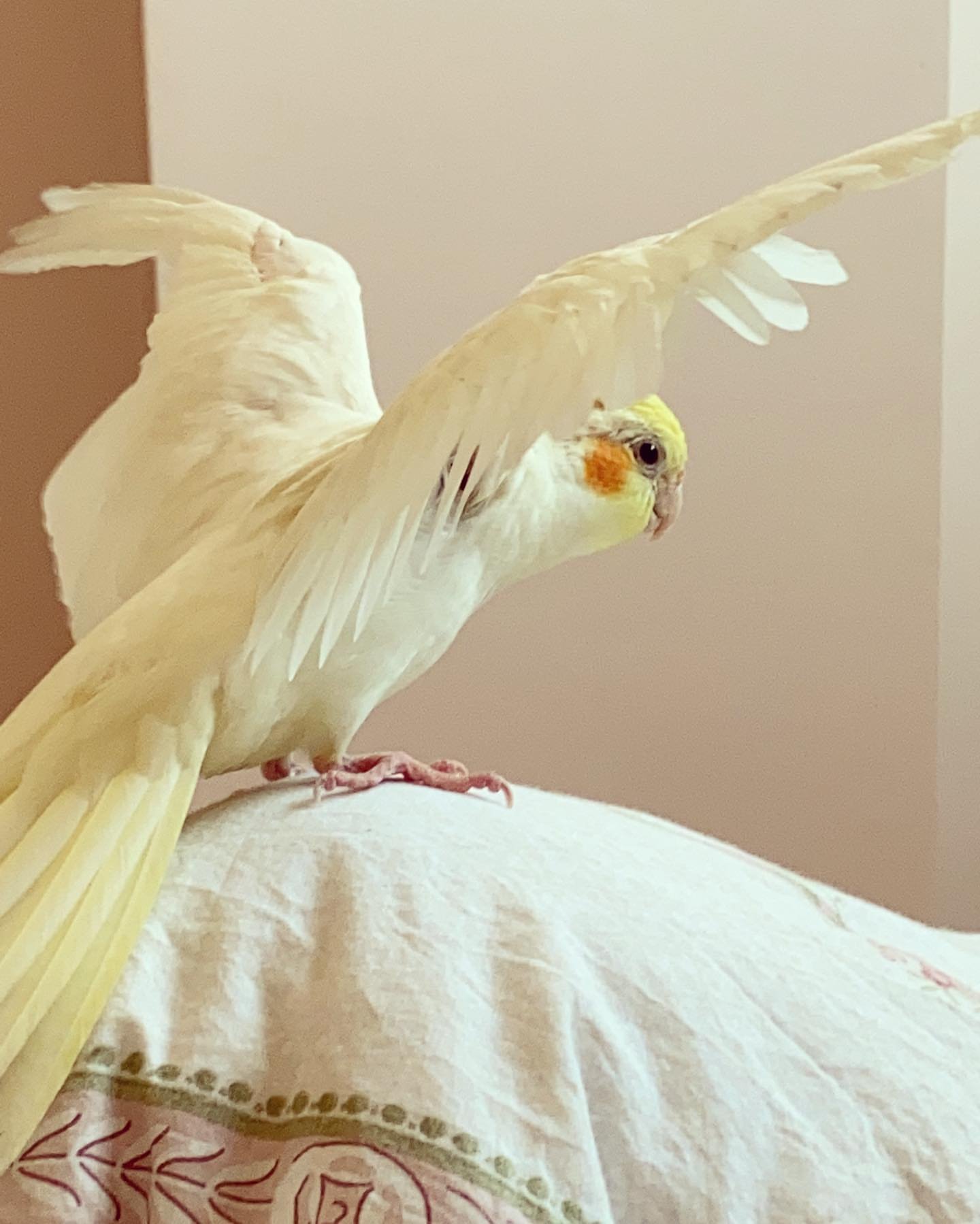 MR. COOKIE, Male cockatiel bird - Image 5