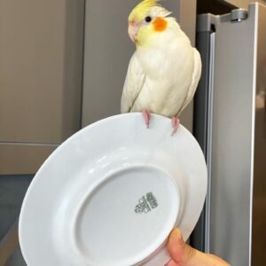 MR. COOKIE, Male cockatiel bird