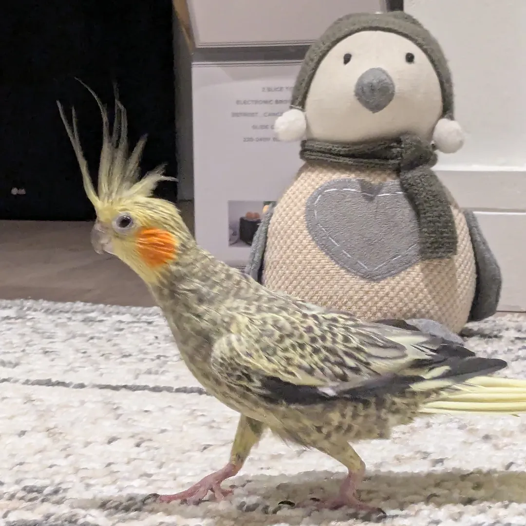 Georgy, female cockatiel bird - Image 2