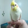 Kiwi, female cockatiel bird - Image 2