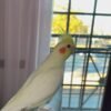 PIKACHU, male cockatiel bird - Image 2