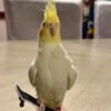 PIKACHU, male cockatiel bird - Image 3