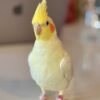 PIKACHU, male cockatiel bird - Image 4