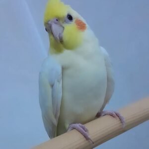 Kiwi, female cockatiel bird