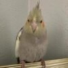 Evie, female cockatiel bird - Image 2