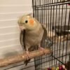 Evie, female cockatiel bird - Image 3