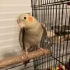 Evie, female cockatiel bird - Image 4