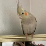 Cockatiel Birds for Sale Near Me