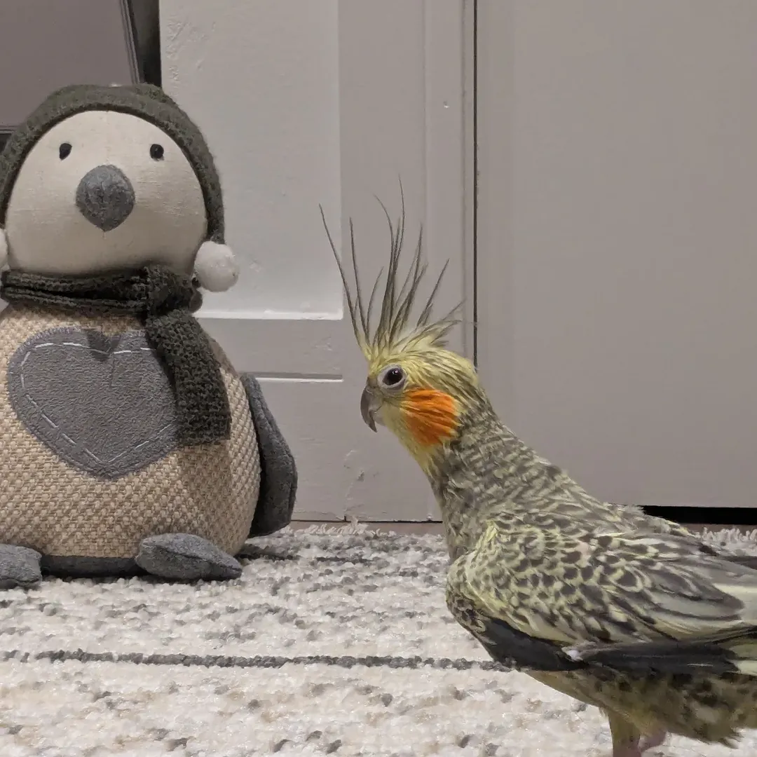 Georgy, female cockatiel bird - Image 4