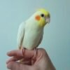 Kiwi, female cockatiel bird - Image 3