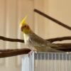Cinnamon Cockatiels for Sale