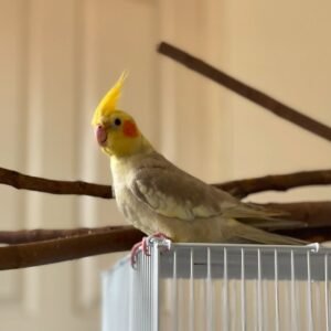 Roti, female cockatiel bird
