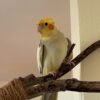 Roti, female cockatiel bird - Image 3