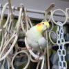 Chiho, male cockatiel bird - Image 3