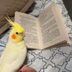 White Face Cockatiel for Sale