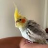 Roti, female cockatiel bird - Image 4