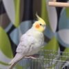 Chiho, male cockatiel bird - Image 2