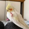 Cheap Cockatiels for Sale