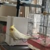 Okame, male cockatiel bird - Image 4