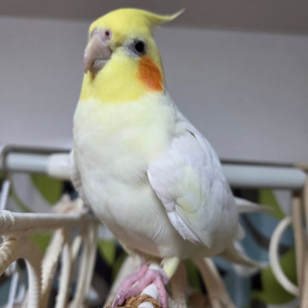 Chiho, male cockatiel bird