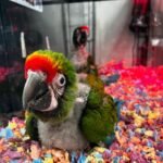 Macaw Parrots