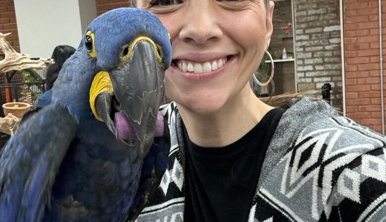 Why do macaw scream or screech?