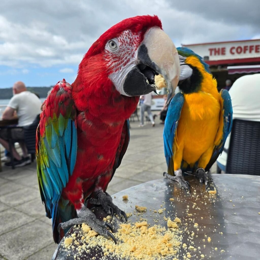 Lifetime Guidance for Macaw Parrot Owners