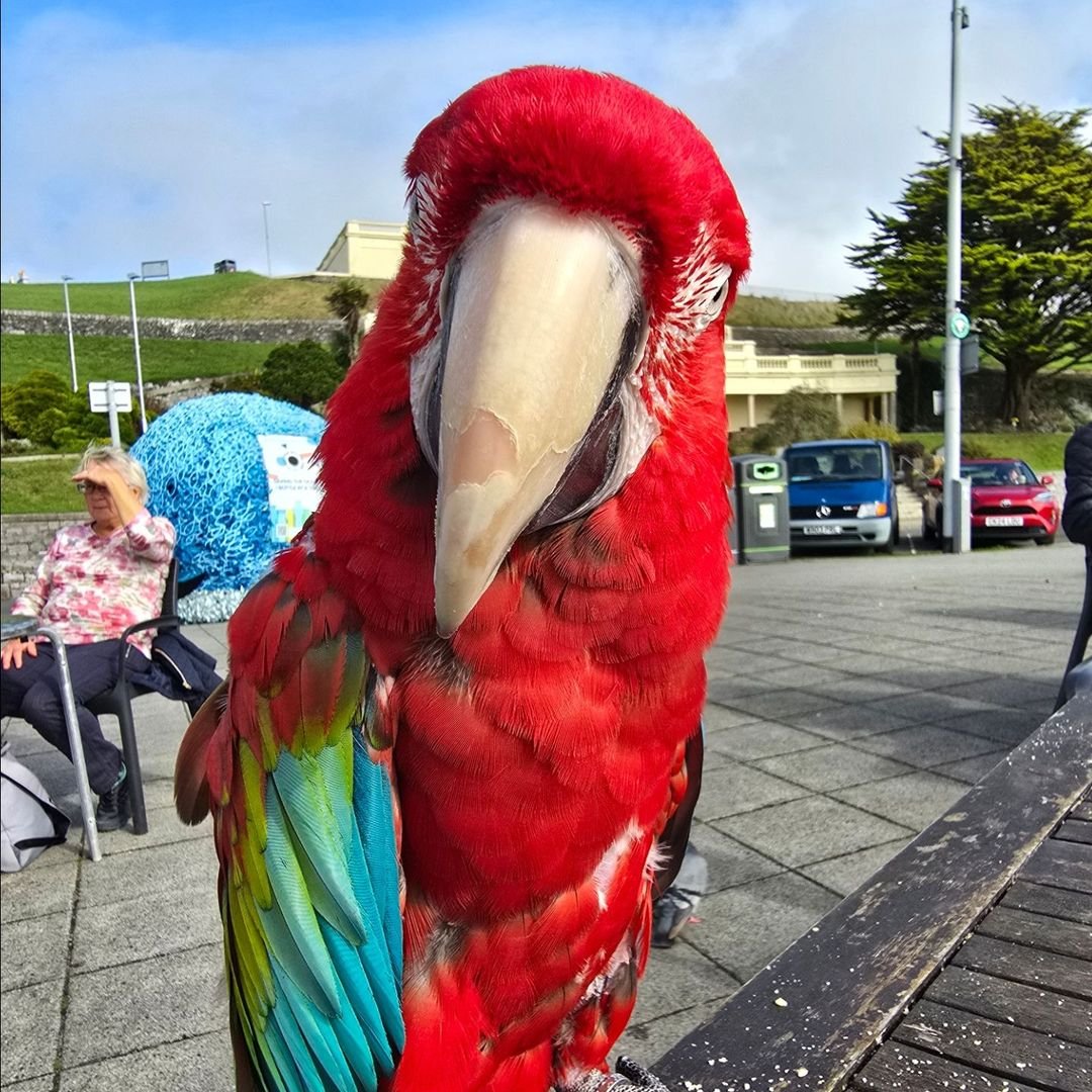 macaw parrots