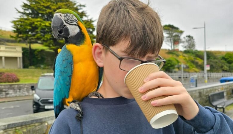 Why Buy a Macaw Parrot From Us?