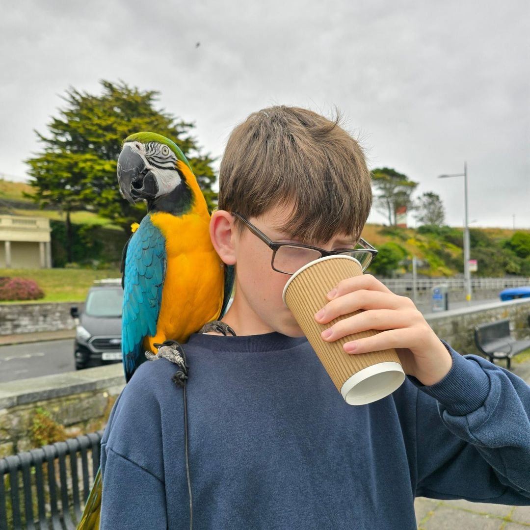 Why Buy a Macaw Parrot From Us