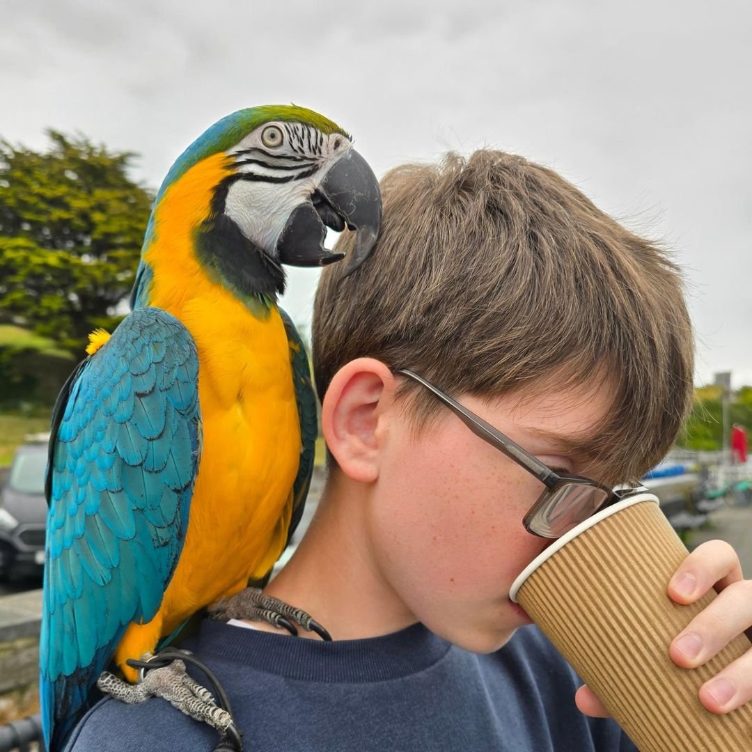 Preparing Your Home for a Macaw