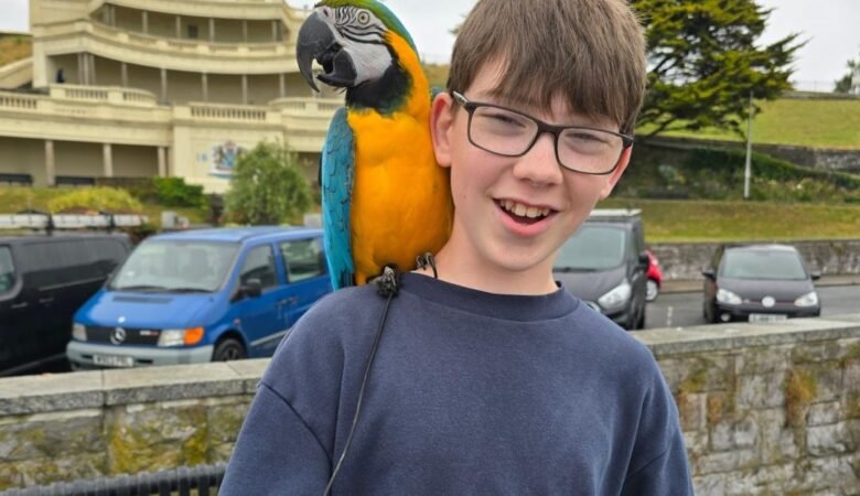 Different Breeds of Macaws