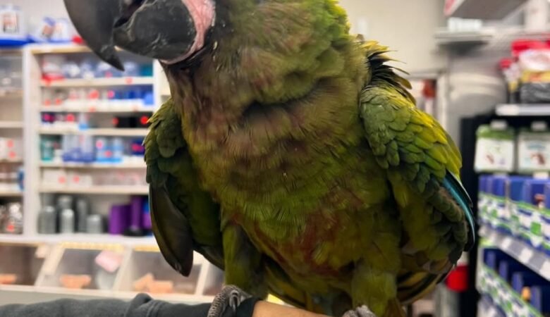 How do I know if a macaw is right for me?