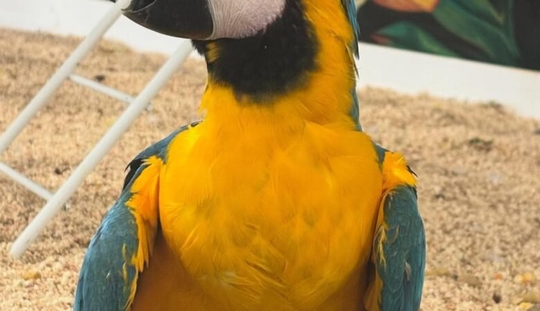 Do macaw require a lot of attention?