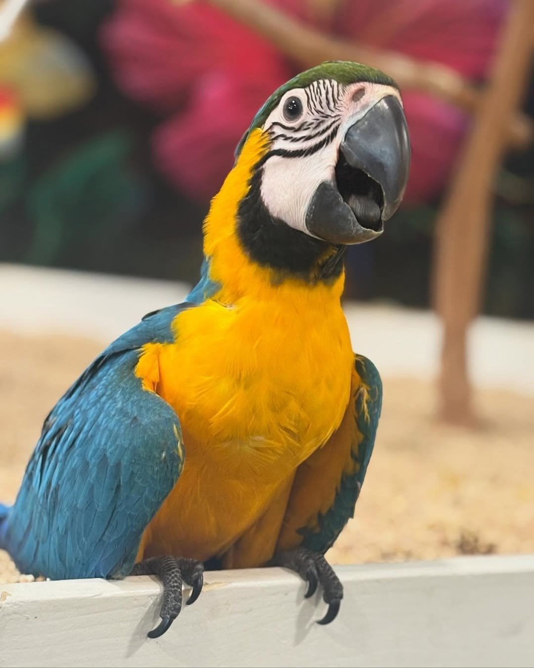 macaw parrots