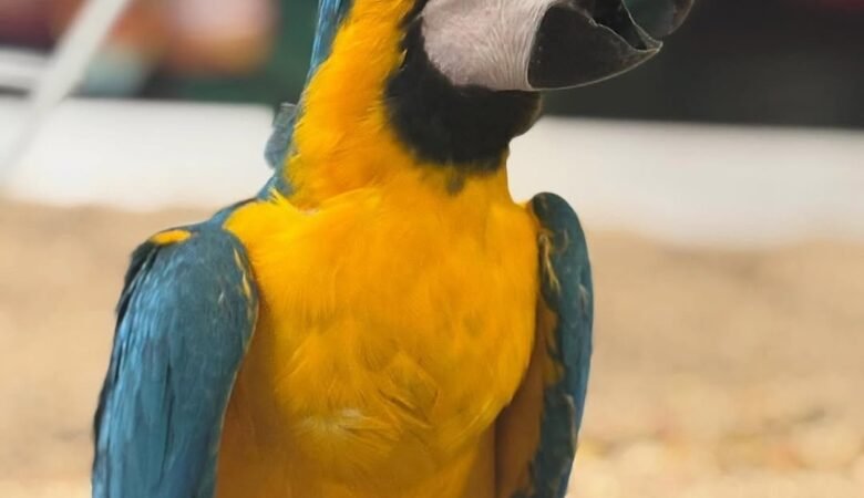 How noisy are macaw compared to other parrots?