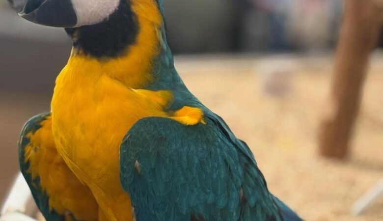 How much space does a macaw need?